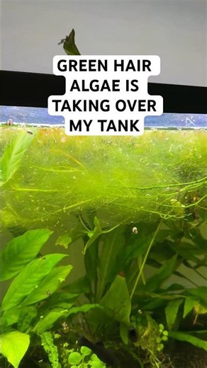 Green hair algae in my tank 🫪 #greenhairalgae #algae #fishtank #freshwateraquarium