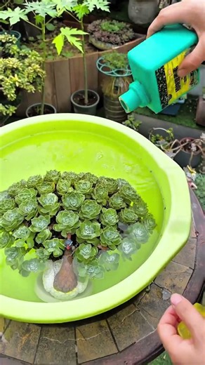 This tip for cleaning remove dead leaves succulent pot very easy #succulent #cleaning #korea