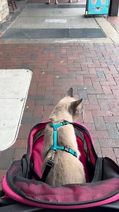Downtown Stroll | Arno The Amazing Cat