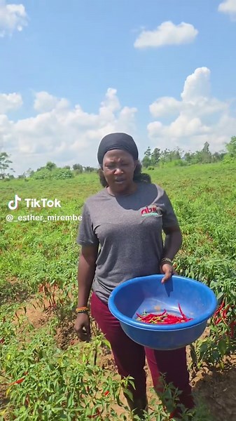 Surprise Chili Ripening at the Farm Project