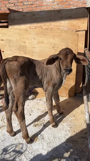 Darien_Esc on Instagram: "La genética se les ve desde chicos 🧬 #reels #instagram #reelsinstagram #fyp #shorts"