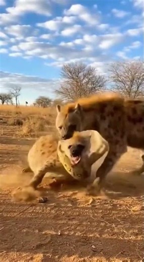 Hyena Mother Fights Anaconda