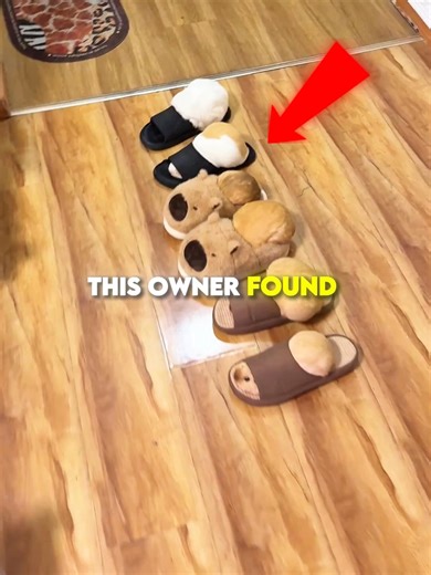 Monkey Thinks on Reels