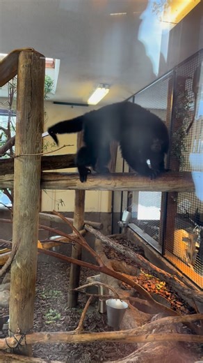 A handsome black howler monkey is on his way to see you, what do you do?! Carlito uses his strong, fully prehensile tail to help him move through the big branches and limbs in the Alligator Building. Fully prehensile tails can also grab and move objects like a fifth hand. Carlito also uses it as an anchor—it can hold his whole body weight! | Potawatomi Zoo