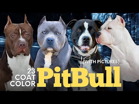 Pitbull Colors: 23 Coat Color Variations Explained (With Pictures)