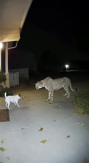 Cat Saved My Dog from a Cheetah | Joyful Journeys