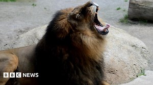 Essex lion: Charting the big cats of Britain