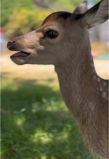 Nzdeerfarmer on TikTok