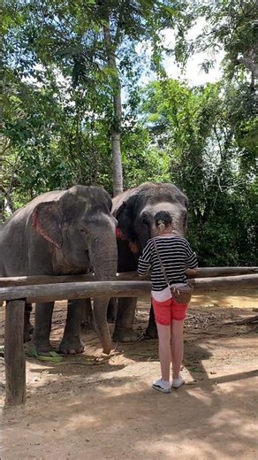 Daily elephant feeding moments_Elephant care and behavior insights_Visitor experiences and reactions