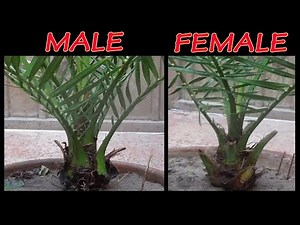 How to Differentiate Male and Female in Seed Grown Date Palm at Home (English)