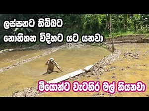 sri lankawe puran kumburu aswaddamu පුරන් කුබුරු අස්වැද්දුම