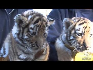 Tiger Cubs Meet the Public
