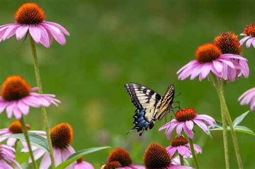 The Benefits of Native Plants in Ecological Garden Cultivation (via Passle)