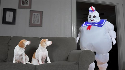 Dancing Marshmallow Man Meets His Match in These Dogs