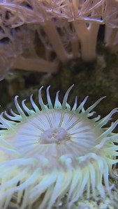 @sickoaquatics let’s go! #polyplab #Reefroids #reeftank #allmymoneygoestocoral #coralreef #corals #aquariumhobby #reefcandy #reefaquarium #reefcandy #reefaquarium #aquarium #reefporn | Polyplab