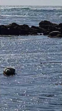 Elephant Seals near Morro Bay California