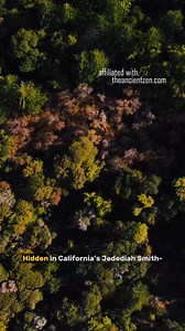 The Boy Scout Tree: California’s Ancient Enigma #boyscouttree #redwoodmysteries #californianature #ancientgiants #ForestSecrets | Echoes of the Ancients