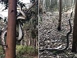 Video: Terrifying moment a massive python figures out how to climb a tree | Daily Mail Online