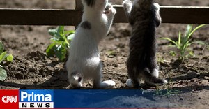 Nové kočičí životy nikdo nechce: Jak můžete pomoc prolomit narůstající kočičí apokalypsu i vy?