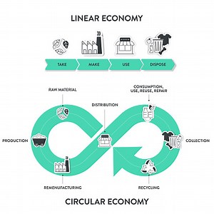 The vector infographic diagram of the difference between the circular...