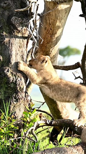 Marsh Pride cubs sharpening claws and learning how to climb trees. Video credit Harry Blakey #themarshpride | The Marsh Pride of Lions