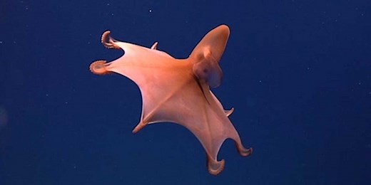 This rare Dumbo octopus uses its ‘ears’ to swim around