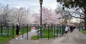Trinity Bellwoods cherry blossoms get "sturdier" fences after originals were torn down | News