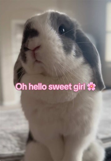 Sweet Girl Bunny Moments: Adorable Holland Lop Cuteness