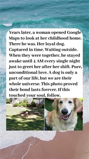 WOMAN FINDS HER LONG-LOST DOG ON GOOGLE MAPS.🐾❤️