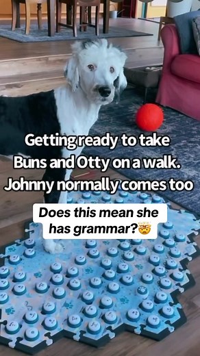 🤯🤯🤯 #iambinny #fluentpet #talkingdog