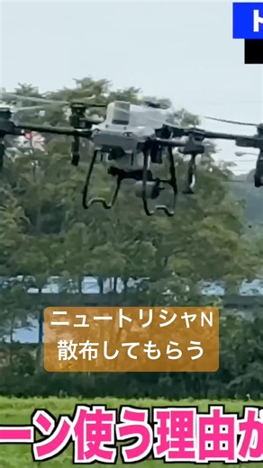 ニュートリシャNを散布してもらう #ドローン散布 #DJI #ニュートリシャN #T25