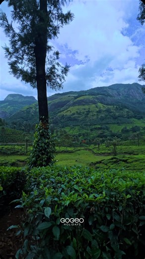 GoGeo Holidays™️ on Instagram: "Munnar is a Heaven #keralatour #gogeoholidays #kerala #india Kerala tour packages Kerala tour packages for couple Kerala honeymoon packages Kerala tour packages from bangalore"