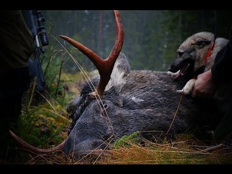 Elchjagd in Norwegen Moose hunting in Norway