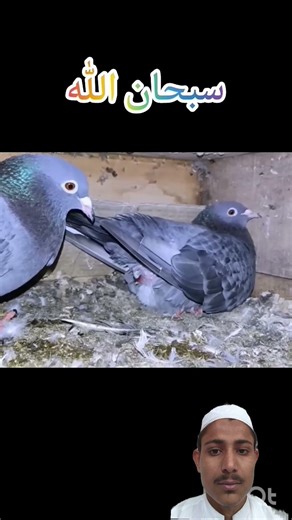 kabutar ne kitni mushkil ke bad anda Diya #deenemurtad #cutebaby #babyyumyum #babymoo p