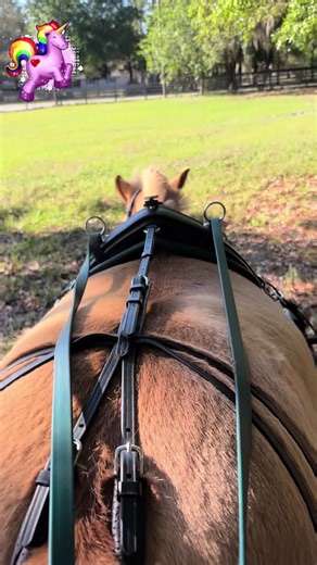 Come along for a drive with us #shetlandpony #shetland #horsedriving #drivinglessons #horsesontiktok #horsesoftiktok #pony