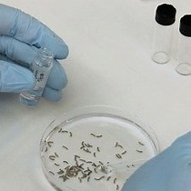 Video: Understanding Early Organogenesis Using a Simplified In Situ Hybridization Protocol in Xenopus