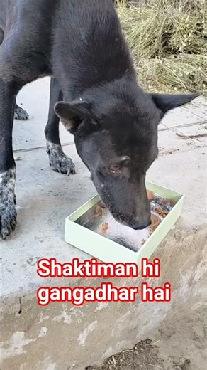 EK Raj ki bat Bataye🐕Dog Comedy video #cutedog #petshub #love #comedy #explore #shortsfeed #shorts