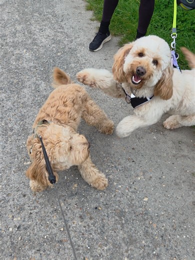 Charlie meeting new friends. Such a good boy with other dogs 🥰🐶🐾🫶 #dogfriends #dogsoftiktok #cockapoo #cutedog #fyp