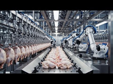 Inside a Chicken Factory: How Industrial Robots Process Chicken Fillets With Zero Human Touch