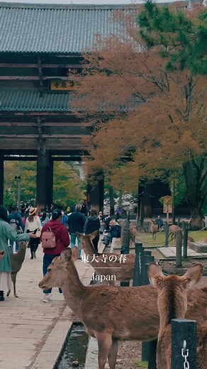 奈良 東大寺の春🌸🦌☔️ #奈良 #お寺 #日本の風景 #奈良観光 #japan #japantravel #temple