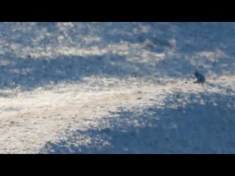 1393 and 1490 Howling