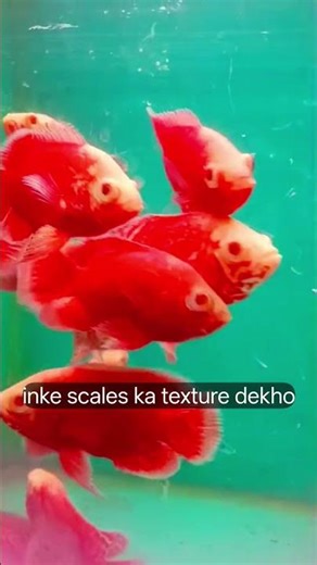 Red Oscar fish colour and size just watch