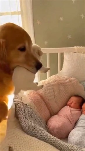 665K views · 14K reactions | He carried his puppy and placed it between the babies… my heart can’t handle this ❤️ #fypシ゚viralシfypシ゚ #funnyaivideo #FunnyPetReel #funnyreel #funnymoments #babyreels #doglover #fypchallenge #aivideos | Cute Planet TV | Facebook