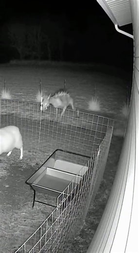 chupacabra cutting footage #chupacabra #paranormal