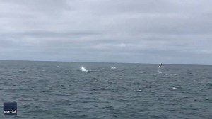 25K views · 260 reactions | A group of spinner sharks put on a flipping awesome display for fishermen off Cape Hatteras, North Carolina. The sharks leapt out of the water, spinning several times before diving back under the waves.  Aaron Penny | storyful | Facebook