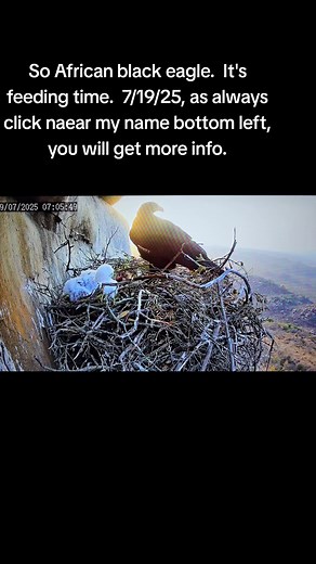 Black Eagles of the Selati Wilderness Foundation • Habitat: Eagles are found in southern Africa and are known for nesting on cliffs. • Nesting: They build large nests using sticks, often in the fork of a tree or on a cliff ledge. • Parental Care: Both parents participate in incubation and chick rearing, with the male typically hunting and the female guarding the nest and chicks. • Sibling Rivalry: Black Eagle chicks can exhibit sibling rivalry, sometimes resulting in the older chick harming the
