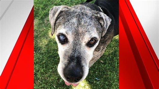Old, abandoned, partially blind and deaf dog that no one wanted to adopt finds new forever family