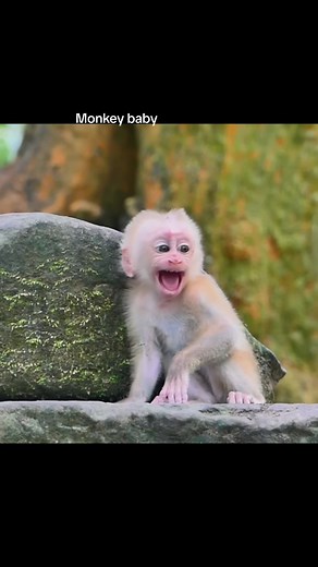 Baby Monkey Crying for Mother | Heartbreaking Scene