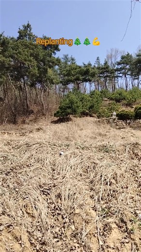 Replanting tree (sunamo pine trees) season 😅😅..