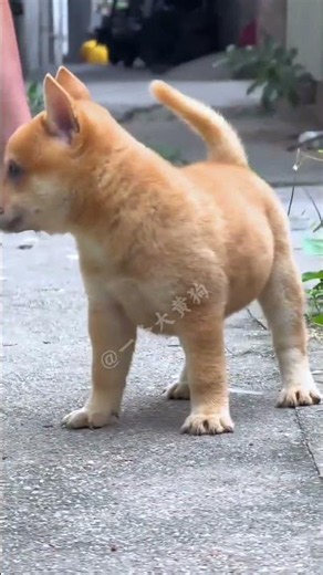 黄狗白面金不换 我喊我的，它跳它的#中华田园犬 #黄狗白面 #广西土猎犬 #不养狗不知道养狗的乐趣 @DOU+小助手